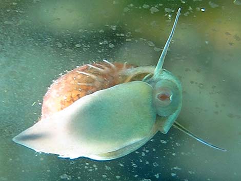 Pahrump Poolfish (Empetrichthys latos latos)