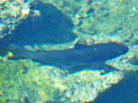 Channel catfish (Ictalurus punctatus)