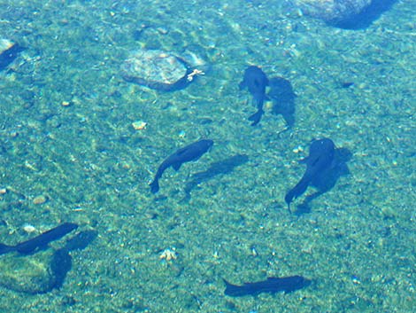 Channel catfish (Ictalurus punctatus)