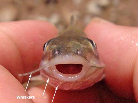 Channel Catfish (Ictalurus punctatus)