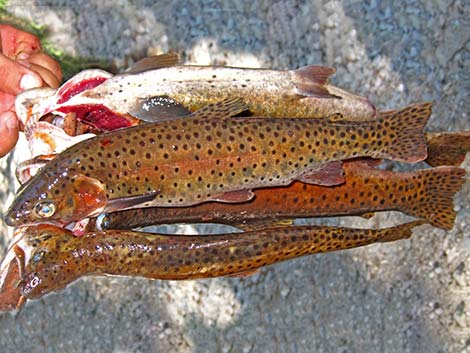 Lahontan Cutthroat Trout (Oncorhynchus clarkii henshawi)