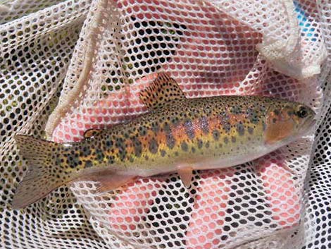 Rainbow Trout (Oncorhynchus mykiss)