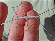 stick-insect