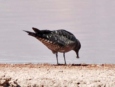 Long-tailed Jaeger (Stercorarius longicaudus)