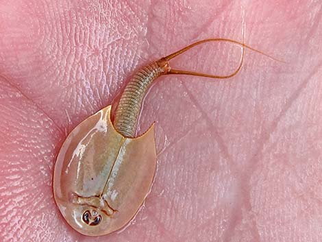 Tadpole Shrimp (Triops newberryi)