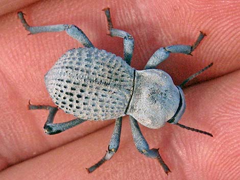beetle