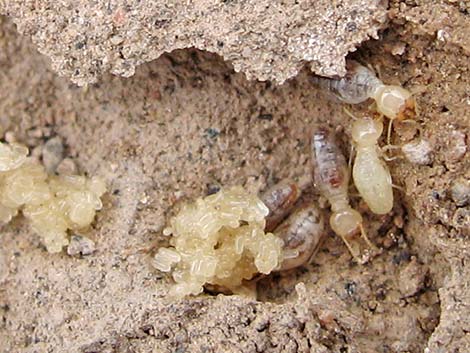 Subterranean Termite (Family Rhinotermitidae)