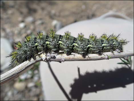 Tricolor Buckmoth (Hemileuca tricolor)