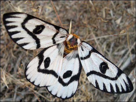 Moth
