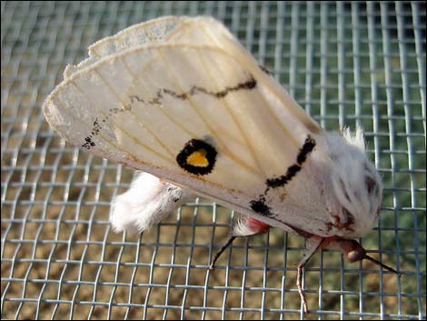 Burn's Buckmoth (Hemileuca burnsi)
