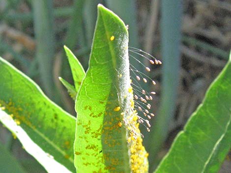 Green Lacewings (Chrysopidae)