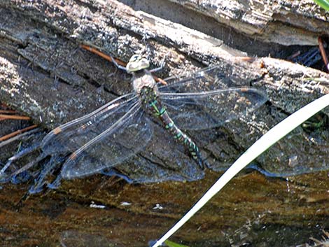 Dragonflies (Suborder Anisoptera)