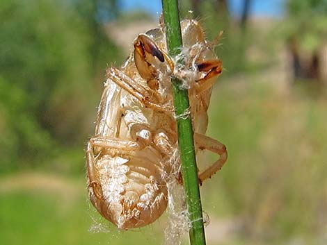 Dragonfly Larvae