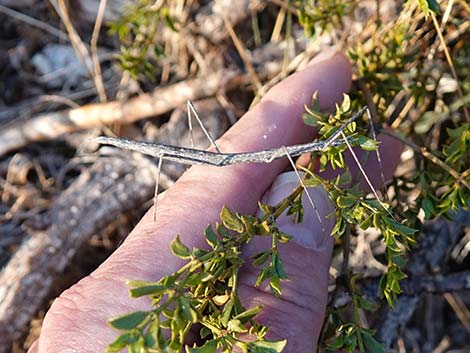 Short-horn Walkingstick (Parabacillus spp.)