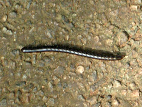 Millipedes (Class Diplopoda)