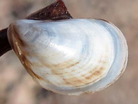 Quagga Mussel (Dreissena rostriformis bugensis)