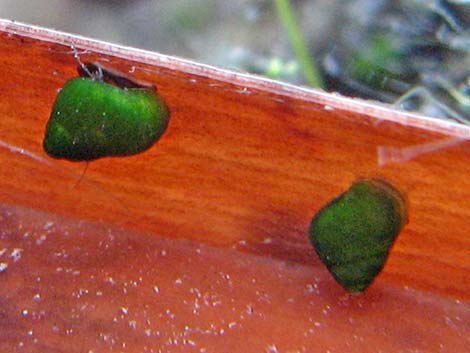 Moapa Pebblesnail (Pyrgulopsis avernalis)