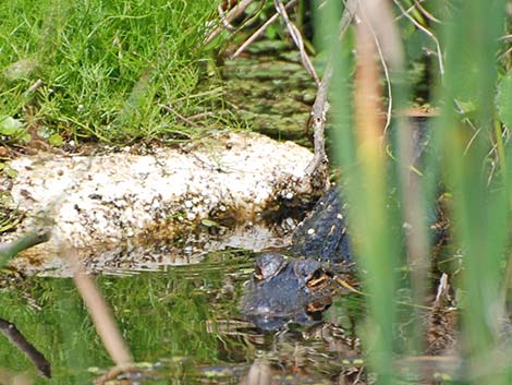 American Alligator (Alligator mississippiensis)