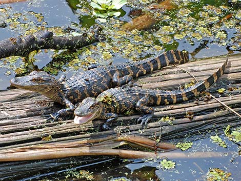 American Alligator (Alligator mississippiensis)