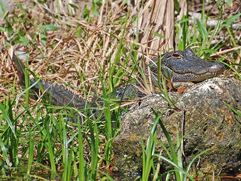 American Alligator (Alligator mississippiensis)