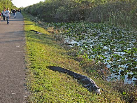 American Alligator (Alligator mississippiensis)