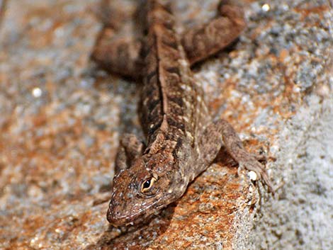 Brown Anole (Anolis sagrei)