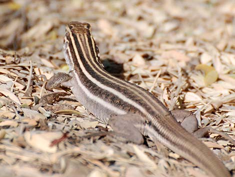 Sonoran Spotted Whiptail (Aspidoscelis sonorae)