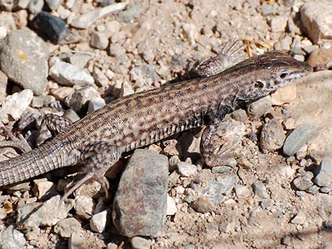 Sonoran Spotted Whiptail (Aspidoscelis sonorae)