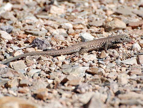 Sonoran Spotted Whiptail (Aspidoscelis sonorae)