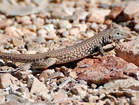 Sonoran Spotted Whiptail (Aspidoscelis sonorae)