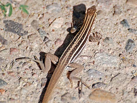 Sonoran Spotted Whiptail (Aspidoscelis sonorae)