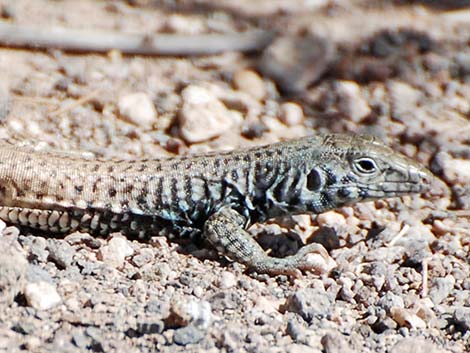 Western Whiptail (Aspidoscelis tigris)