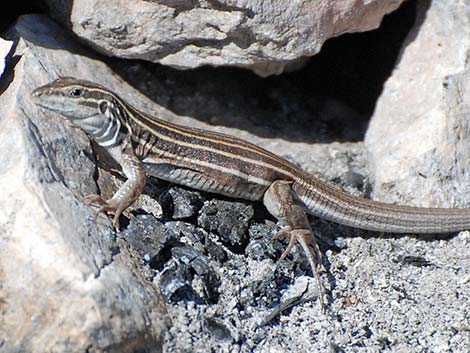 Plateau Striped Whiptail (Aspidoscelis velox)