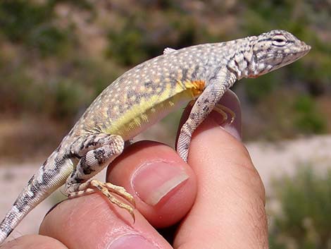 Zebra-tailed Lizard (Callisaurus draconoides)