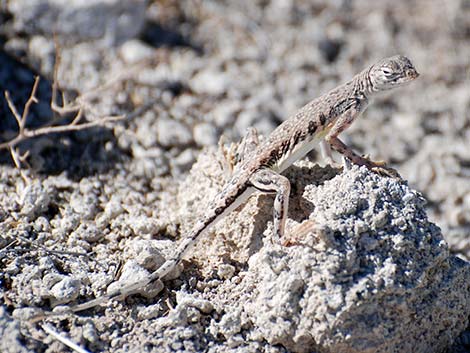 Zebra-tailed Lizard (Callisaurus draconoides)