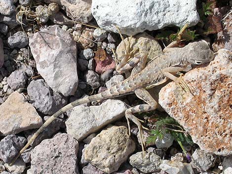 Zebra-tailed Lizard (Callisaurus draconoides)