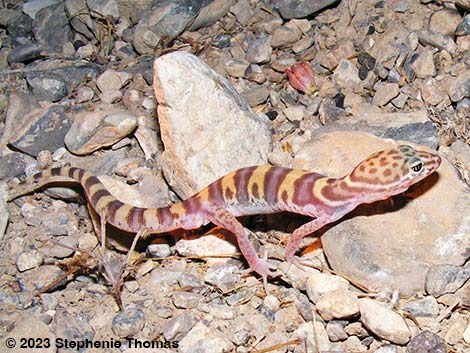 Western Banded Gecko (Coleonyx variegatus)