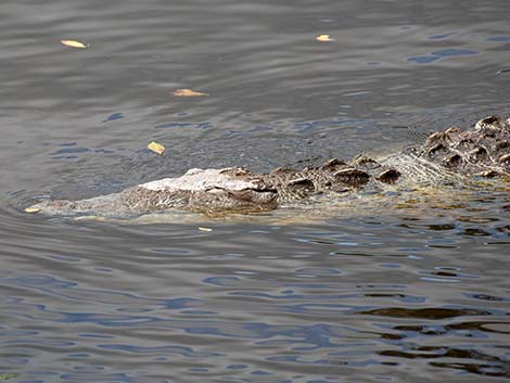 American Crocodile (Crocodylus acutus)