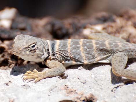 Great Basin Collared Lizard (Crotaphytus bicinctores)