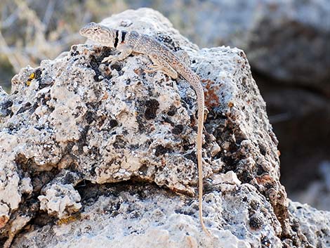 Great Basin Collared Lizard (Crotaphytus bicinctores)