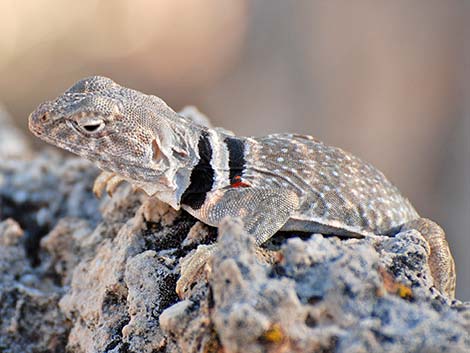 Great Basin Collared Lizard (Crotaphytus bicinctores)