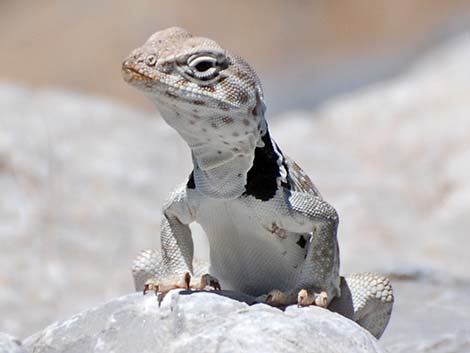 Great Basin Collared Lizard (Crotaphytus bicinctores)