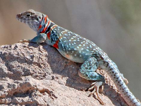 Eastern Collared Lizard (Crotaphytus collaris)