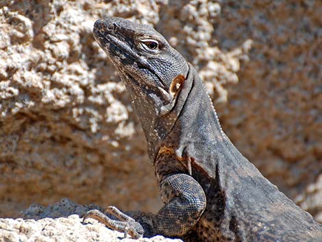 Sonoran Spiny-tailed Iguana (Ctenosaura hemilopha)