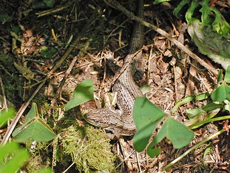 Northwestern Alligator Lizard (Elgaria coerulea principis)