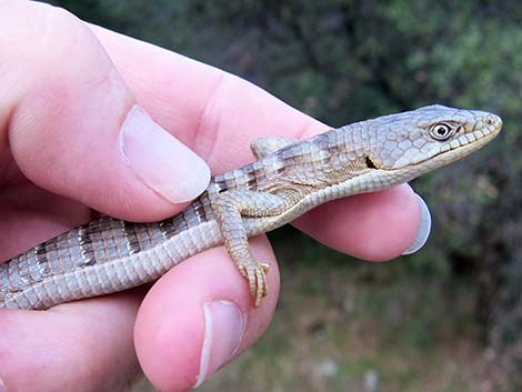 California Alligator Lizard (Elgaria multicarinata multicarinata)