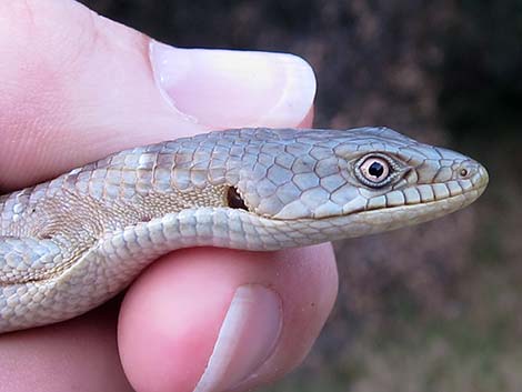 California Alligator Lizard (Elgaria multicarinata multicarinata)