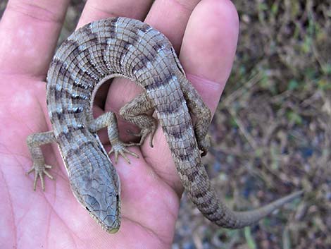 Southern Alligator Lizard (Elgaria multicarinata)