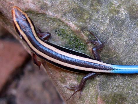 Great Basin Skink (Plestiodon skiltonianus utahensis)