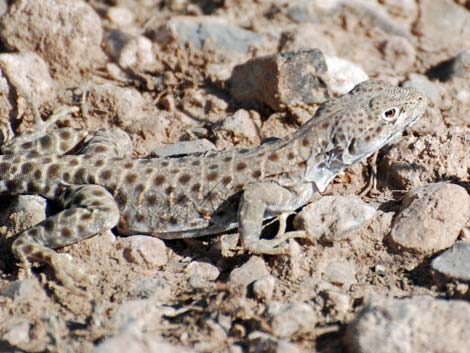 Leopard Lizard (Gambelia wislizenii)